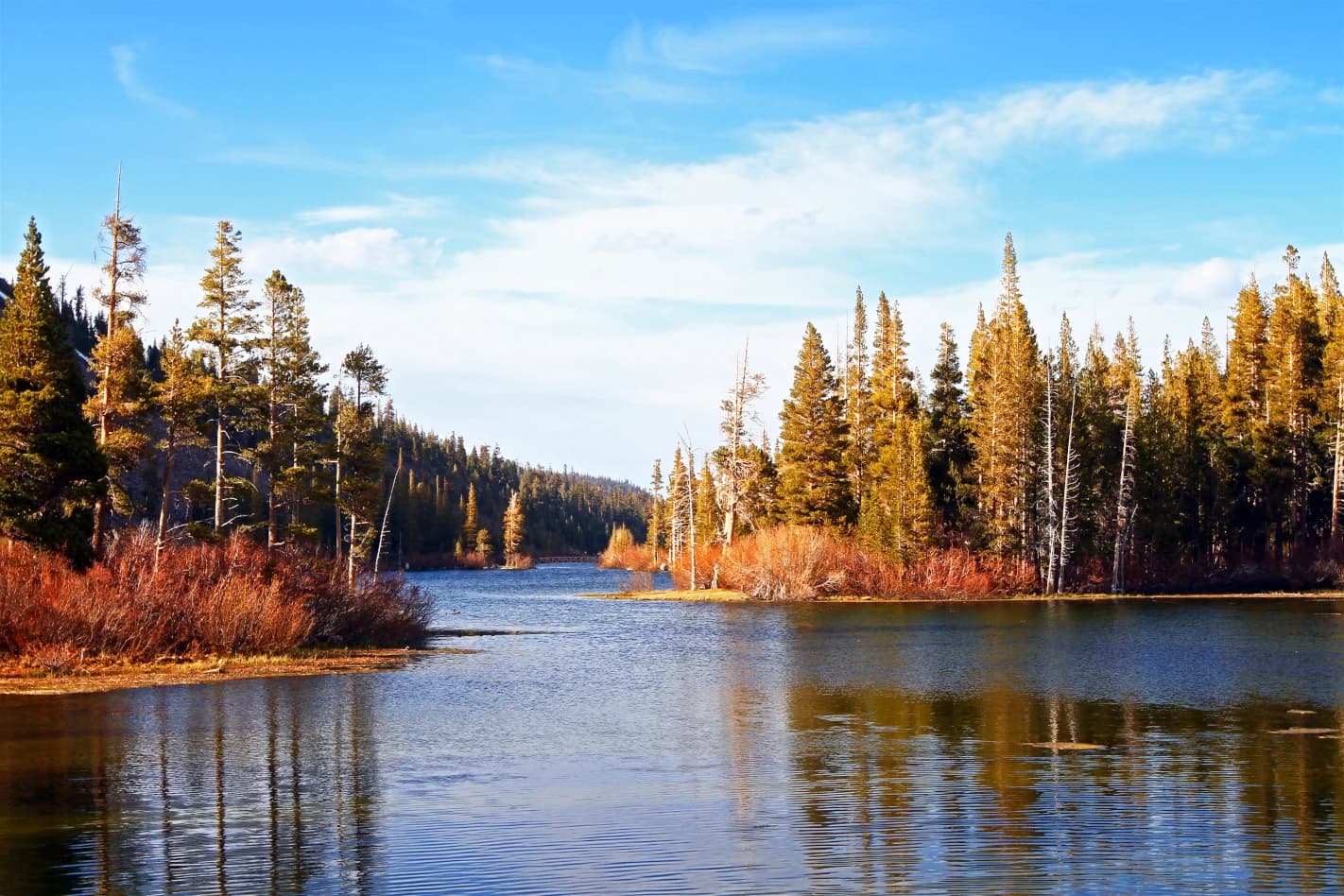 Serene lake surrounded by pine trees, symbolizing a clean slate